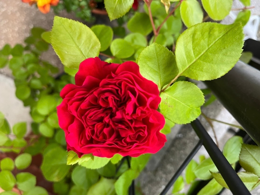 あるスレッドでバラの名前をご存じないかうかがいました花はこのように