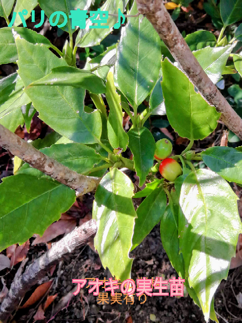 この植物の名前を教えてください。調べてみたのですが、素人なの