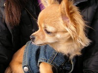 あたしはチワワが大嫌いです なので 他のチワワが嫌いな人 Yahoo 知恵袋