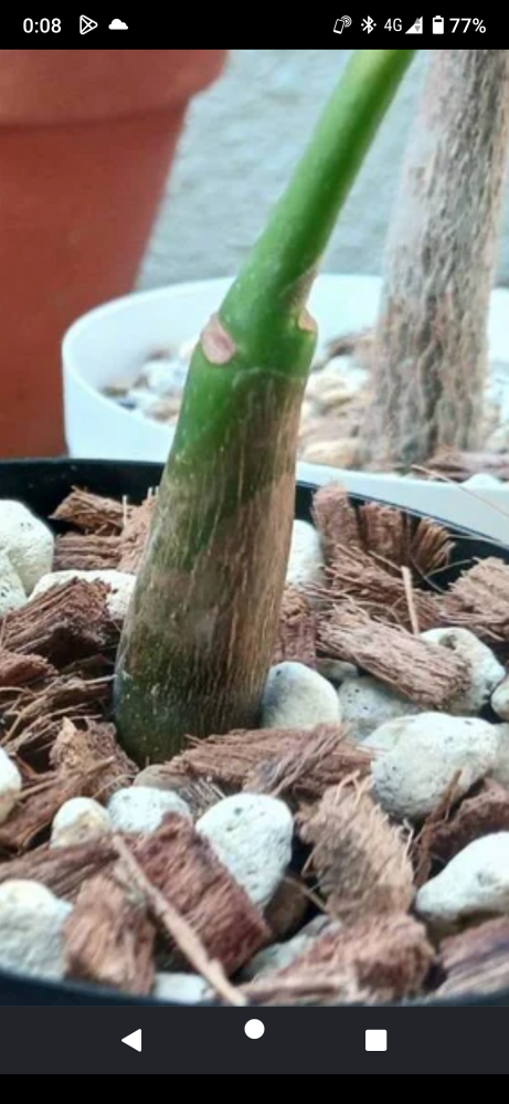 パキラについてこちらのパキラは実生でしょうか❓❓❓見分け方をいくつ