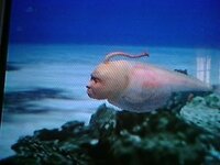 人間の顔した生き物シーマン知ってますか ｗｼｰﾏﾝってマジで居たん Yahoo 知恵袋