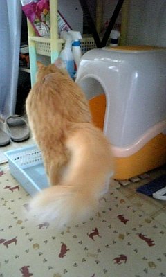 猫がﾄｲﾚの壁をｶﾘｶﾘします。うちの猫は今12歳位なんですか、猫砂の入っ 