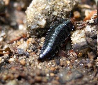 謎の虫の正体を教えてください お庭に 変な虫が出ました 冬 Yahoo 知恵袋