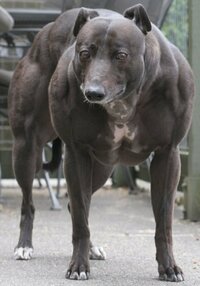 土佐犬より強い犬の犬種って いますか ウィペットのウェ Yahoo 知恵袋