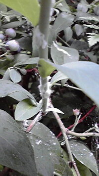 ベランダのトマトに綿のような白いものが着きます たくさんでは Yahoo 知恵袋