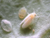 ハイビスカスの葉に 白い粉のような飛ぶ虫が ベラン Yahoo 知恵袋