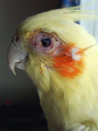 オカメインコがかかる目の病気は何ですか 出来れば画像なども見たいです Yahoo 知恵袋