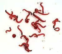 赤い糸のような虫について 1ヶ月ほど前にメダカを友人から頂き 飼いだした Yahoo 知恵袋