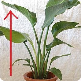 観葉植物のオーガスタの背を高く育てたいのですがどうしたら大きくなり