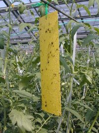 葉っぱの裏の白い虫このところベランダの朝顔やミニトマトの葉のうらに白くて小 Yahoo 知恵袋