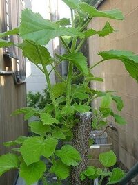 庭に生えてきた巨大な植物について教えてください よろしくお願い致しま Yahoo 知恵袋