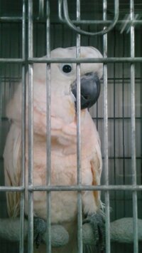 どうしてインコはあんなに可愛いんですか 知恵袋に写真が貼れるよう Yahoo 知恵袋