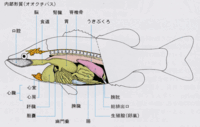 子供が夏休みの自由研究で魚を解剖しました 川魚のカワムツを解剖したところ Yahoo 知恵袋