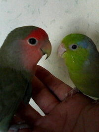 コザクラインコの鳴き声の大きさについて教えてください コザクラ Yahoo 知恵袋