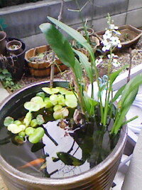 金魚を甕 かめ で飼育出来ますか ちなみに甕とは壺ののような Yahoo 知恵袋