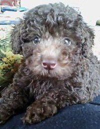 スイート系の犬の名前何かありますか Mダックス オスです Yahoo 知恵袋