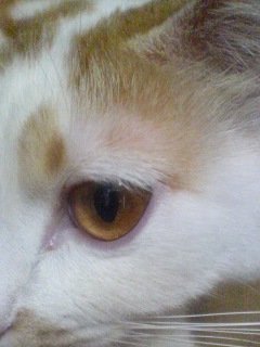ネコの目じりから耳にかけてが、薄毛です。ピンクの地肌が透けて見え