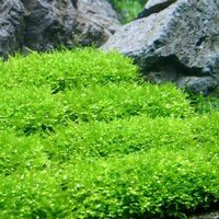 水草で 芝生のような水草はないですか 短めの水草を水槽に敷き詰めたいです Yahoo 知恵袋