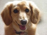 犬って笑ってるように見えるときがありますが あれは実際笑っているのですか Yahoo 知恵袋