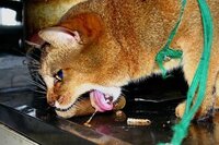 猫は魚を食べても どうして骨が喉に刺さらないの ゲホッ Yahoo 知恵袋