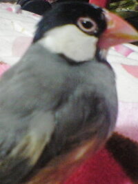 お宅のトリちゃんの名前はなんですか 由来など教えていただけますか Yahoo 知恵袋