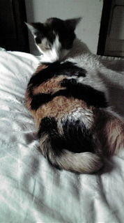 猫の病気に詳しい方 教えてください いつもは元気ですが 夜 寝て Yahoo 知恵袋