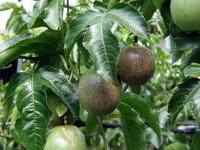 パッションフルーツの実は自然になりますか 何もしないと実が少な Yahoo 知恵袋