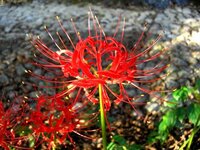 彼岸花 曼珠沙華 の花言葉についての質問です 私が初めて知った花言葉は Yahoo 知恵袋