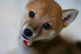 柴犬の キツネ顔とタヌキ顔 どちらが好きですか うちの柴は まだ Yahoo 知恵袋