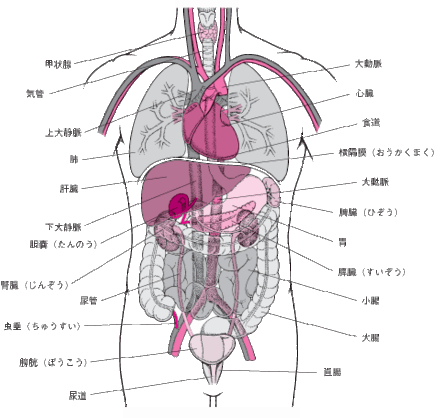 臓器売買ブローカー臓器は高値で売買されているようなんですが 臓器売買ブ お金にまつわるお悩みなら 教えて お金の先生 証券編 Yahoo ファイナンス