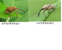 どんぐりを缶に入れていたら小さな２センチくらいの幼虫がいました Yahoo 知恵袋
