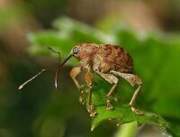 どんぐりを缶に入れていたら小さな２センチくらいの幼虫がいました Yahoo 知恵袋