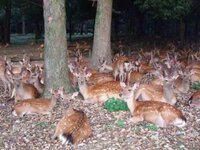 奈良公園の鹿は夜はどこにいるのですか この間の連休 21時頃 奈良公園の Yahoo 知恵袋