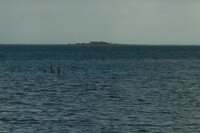 昔日本でも放映されたtvコメディ ギリガン君sos の最終回ってどんなだ Yahoo 知恵袋