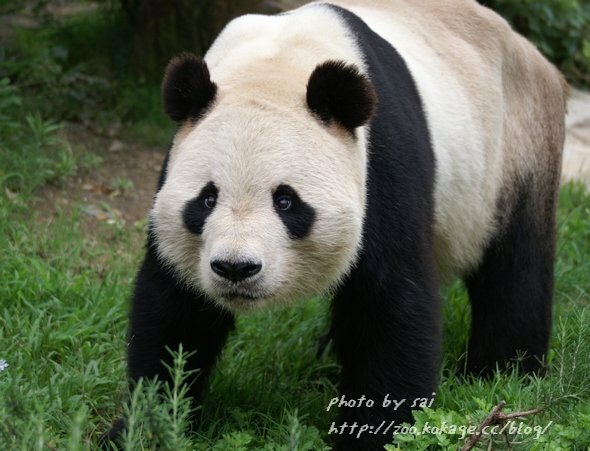 パンダは凶暴なのでしょうか 凶暴かどうかと言われれば 熊なので温和では Yahoo 知恵袋