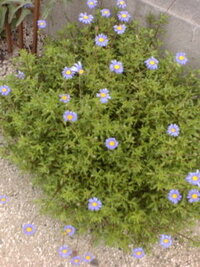 ブルーデイジーが咲かずに伸びきっています 2年程前に購入して Yahoo 知恵袋