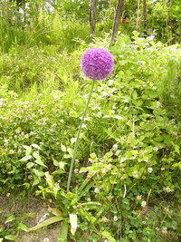 アリウムについて この秋 アリウムの球根を植えようと思っています そこ Yahoo 知恵袋