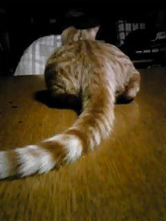 尻尾が太くて長い猫はいますかもし知っていたら写真など添付して Yahoo 知恵袋