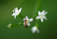 植物のﾐﾂﾊﾞに花言葉ってあるんですか 花言葉を調べていてﾐﾂﾊﾞだ Yahoo 知恵袋