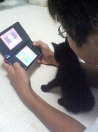 猫って子供 ５歳前後 が一番嫌いだとテレビで放送していました 大人なら猫も有 Yahoo 知恵袋