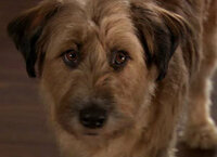 映画ドクタードリトルで登場する犬の犬種のわかる方いらっしゃいません Yahoo 知恵袋
