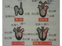 カエルと人で心臓の働きの違いってあるんでしょうか 働きというか造り Yahoo 知恵袋