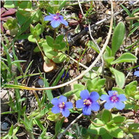 花ことばで 出会い を表わす花は何の花でしょうか キブシ和名 キブシ Yahoo 知恵袋