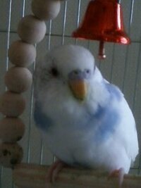 500枚 インコちゃんのお名前 インコを飼っている方々に質問 Yahoo 知恵袋