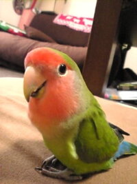 500枚 インコちゃんのお名前 インコを飼っている方々に質問 Yahoo 知恵袋