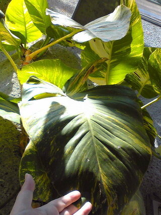 ポトスはふつうは室内で育てる観葉植物ですが 屋外で栽培することも Yahoo 知恵袋