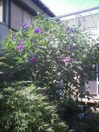 この時期 民家の庭などで咲いている紫色の花の名前を教えてください わりと背丈 Yahoo 知恵袋