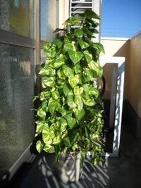 ポトスについて現在写真のようにして育てていますが 葉に一部虫食い Yahoo 知恵袋