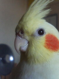 オカメインコを友人から貰ったのですが、口ばし横？ほっぺた