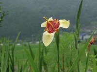 花言葉で私を愛してみたいなのないですか トラユリの花言葉は 私を愛して Yahoo 知恵袋